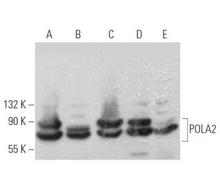 POLA2 Antibody (D-2) - Western Blotting - Image 372051 