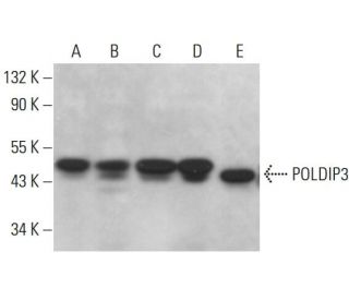 POLDIP3 Antibody (G-2) - Western Blotting - Image 376272