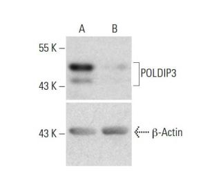POLDIP3 CRISPR/CAS9 KO Plasmid (h): sc-413603. Western blot analysis of POLDIP3 expression in empty vector control (A) and