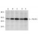 POLR1E Antibody (C-11) - Western Blotting - Image 303476 