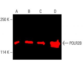 POLR2B Antibody (E-12) - Western Blotting - Image 401758 