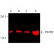 이 다클론 항체는 생산이 중단되었습니다. 권장 <a href="polr2b-antibody-e-12">POLR2B (E-12)</a> 단클론 항체(샘플 데이터 표시)를 참조하세요. western blotting image from recommended POLR2B (E-12) monoclonal antibody replacement. Image 401758