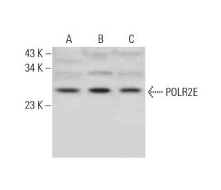 POLR2E Antibody (C-10) - Western Blotting - Image 291023 