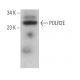 POLR2E Antibody (C-10) - Western Blotting - Image 371882