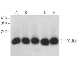 POLR2I Antibody (F-11) - Western Blotting - Image 372460 