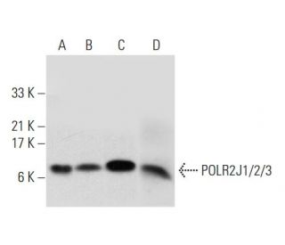 POLR2J1/2/3 Antibody (G-2) - Western Blotting - Image 314060 