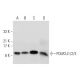 POLR2J1/2/3 Antibody (G-2) - Western Blotting - Image 314060 