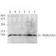 POLR2J1/2/3 Antibody (G-2) - Western Blotting - Image 376583 