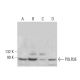 POLR3E Antibody (B-11) - Western Blotting - Image 383932 