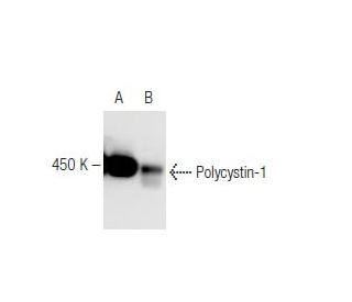 Polycystin-1 Antibody (7E12) - Western Blotting - Image 67392 