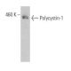 Polycystin-1 Antibody (7E12) - Western Blotting - Image 355277 