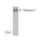 Polycystin-1 Antibody (7E12) - Western Blotting - Image 384692