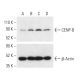 Polyinosinic acid - polycytidylic acid sodium salt, double stranded: sc-204854. Western blot analysis of CENP-B expression