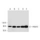POMT2 Antibody (G-3) - Western Blotting - Image 295968 