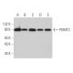 POMT2 Antibody (G-3) - Western Blotting - Image 366007