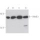 POMT2 Antibody (G-3) - Western Blotting - Image 398047 