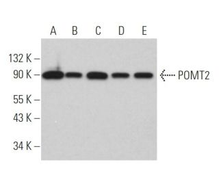 POMT2 Antibody (G-3) - Western Blotting - Image 366007