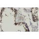POMZP3 Antibody (YY-47) - Immunohistochemistry - Image 36209