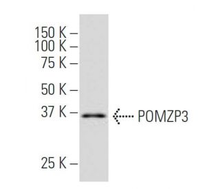 POMZP3 Antibody (YY-47) - Western Blotting - Image 34272 