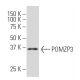 POMZP3 Antibody (YY-47) - Western Blotting - Image 34272 
