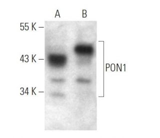 PON1 Antibody (4G8D3) - Western Blotting - Image 374539 