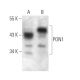 PON1 Antibody (4G8D3) - Western Blotting - Image 374539 