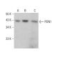 PON1 Antibody (4G8D3) - Western Blotting - Image 382680