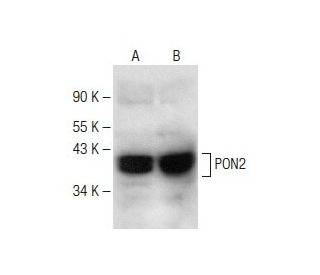 PON2 Antibody (D-12) - Western Blotting - Image 147718