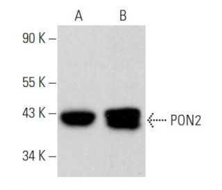 PON2 Antibody (C-5) - Western Blotting - Image 358022