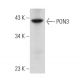 PON3 Antibody (F-8) - Western Blotting - Image 353672 