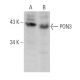 PON3 Antibody (F-8) - Western Blotting - Image 360624 
