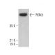 PON3 Antibody (F-8) - Western Blotting - Image 376931