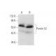 Pontin 52 Antibody (H-4) - Western Blotting - Image 139437