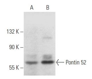 Pontin 52 Antibody (H-4) - Western Blotting - Image 356947 