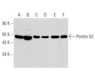 western blotting image from recommended Pontin 52 (A-11) monoclonal antibody replacement. Image 356946
