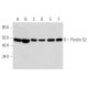 western blotting image from recommended Pontin 52 (A-11) monoclonal antibody replacement. Image 356946