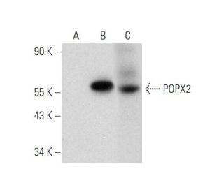 POPX2 Antibody (E-2) - Western Blotting - Image 333551