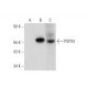 POPX2 Antibody (E-2) - Western Blotting - Image 333551