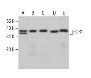 POR1 Antibody (E-3) - Western Blotting - Image 383798 