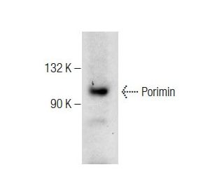 Porimin Antibody (G-2) - Western Blotting - Image 283612 