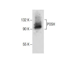 POSH Antibody (E-1) - Western Blotting - Image 286054
