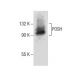 POSH Antibody (E-1) - Western Blotting - Image 286054