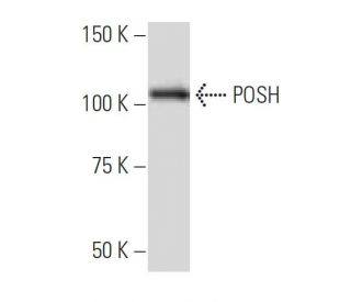 POSH Antibody (YY-5) - Western Blotting - Image 34189