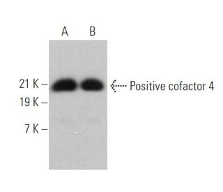 Positive cofactor 4 Antibody (H-12) - Western Blotting - Image 372957 