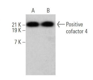 Positive cofactor 4 Antibody (H-8) - Western Blotting - Image 374862 
