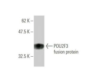 western blotting image from recommended POU2F3 (6D1) monoclonal antibody replacement. Image 349551