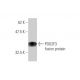 western blotting image from recommended POU2F3 (6D1) monoclonal antibody replacement. Image 349551