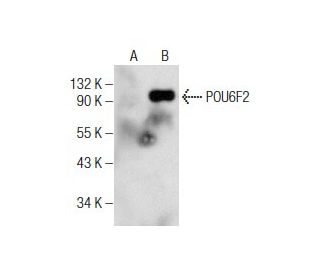 POU6F2 Antibody (F-7) - Western Blotting - Image 158298 