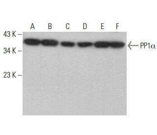 PP1α Antibody (G-4) - Western Blotting - Image 352015