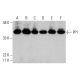 western blotting image from recommended PP1 (E-9) monoclonal antibody replacement. Image 376868